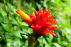 Costus productus