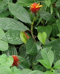 Costus productus