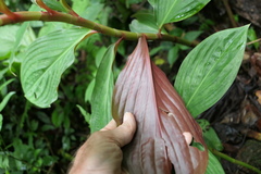 Costus productus