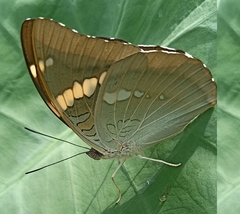 Euthalia patala