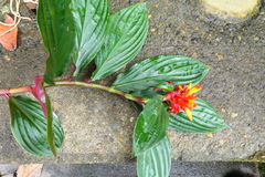 Costus productus