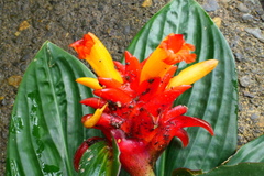 Costus productus