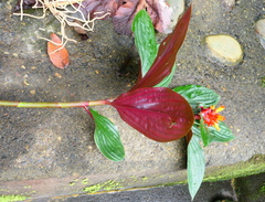 Costus productus