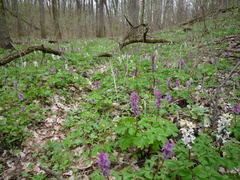 Corydalis cava cava