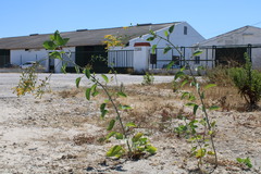 Nicotiana glauca