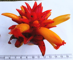 Costus productus