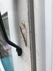 Mantidae