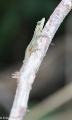 Anolis roquet salinei