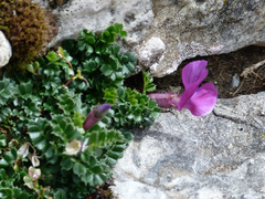 Vicia pyrenaica