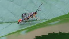 Synanthedon acerrubri