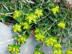 Euphorbia flavicoma