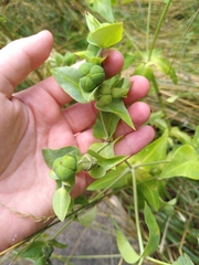 Euphorbia lathyris