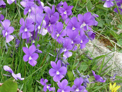 Viola bubanii