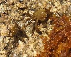 Acanthonyx lunulatus