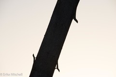 Anolis roquet salinei