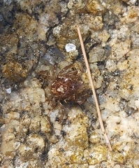 Acanthonyx lunulatus