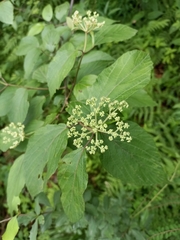 Viburnum mullaha
