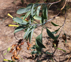 Nicotiana glauca