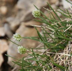Sesleria sphaerocephala