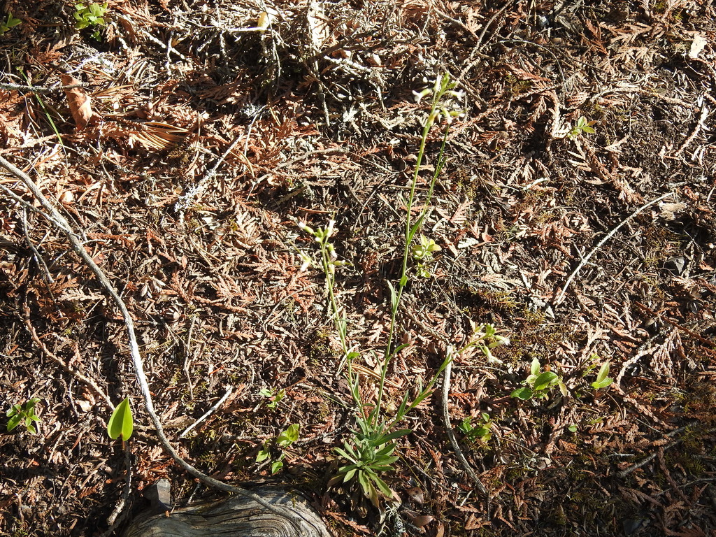 drummond's rockcress from Thunder Bay District, ON, Canada on June 16 ...