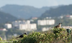 Quiscalus lugubris