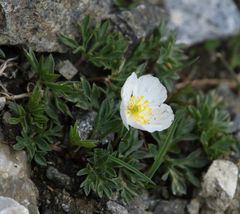 Ranunculus seguieri seguieri