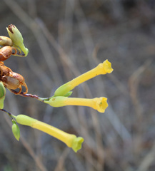 Nicotiana glauca