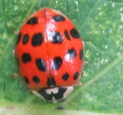 Harmonia axyridis