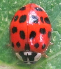 Harmonia axyridis