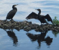Phalacrocorax carbo