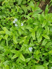 Myosotis scorpioides