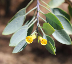 Nicotiana glauca
