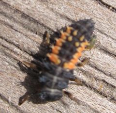 Harmonia axyridis