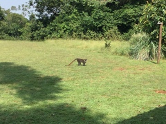 Cercopithecus ascanius schmidti