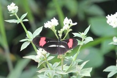 Heliconius erato phyllis