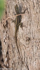 Anolis roquet salinei