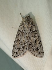 Andropolia aedon