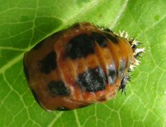 Harmonia axyridis