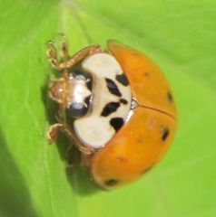 Harmonia axyridis