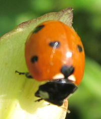 Coccinella septempunctata