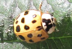 Harmonia axyridis