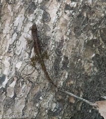 Anolis roquet salinei
