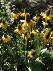Rudbeckia maxima