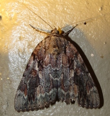 Catocala agrippina