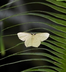 Idiochlora minuscula