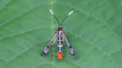 Synanthedon acerrubri