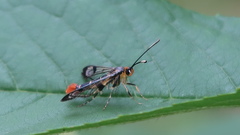 Synanthedon acerrubri