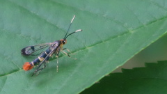 Synanthedon acerrubri