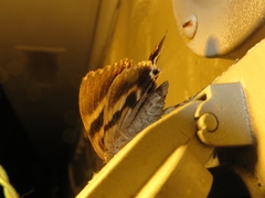 Catocala agrippina