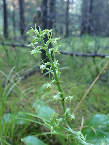 Platanthera fuscescens iNat (3)